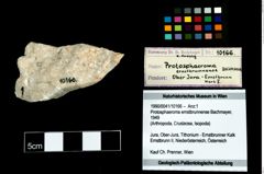 Foto (Objekt + Etikett) von Protosphaeroma ernstbrunnense (Bachmayer, 1949)  (NHMW-GEO-1990-0041-10166)